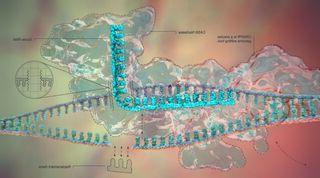 CRISPR